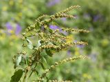 Rumex obtusifolius. Верхушка плодоносящего растения. Ленинградская обл., Ломоносовский р-н, дер. Лопухинка, каньон в истоке р. Лопухинка, прибрежная луговинка. 18.07.2015.