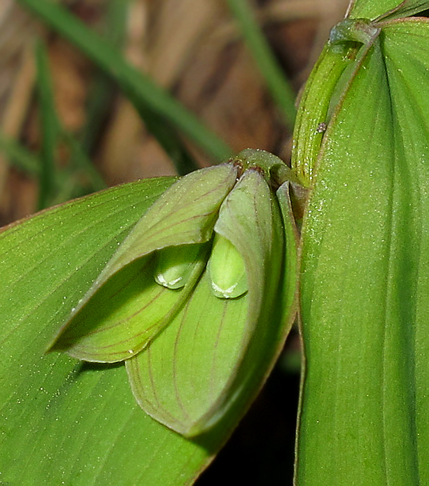 Image of Polygonatum involucratum specimen.