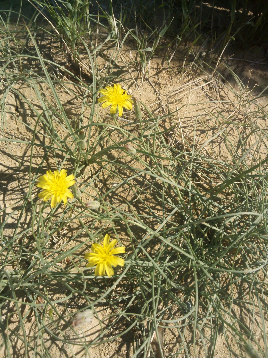 Image of Scorzonera stricta specimen.