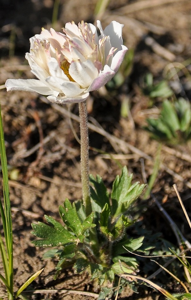 Изображение особи Anemone sylvestris.