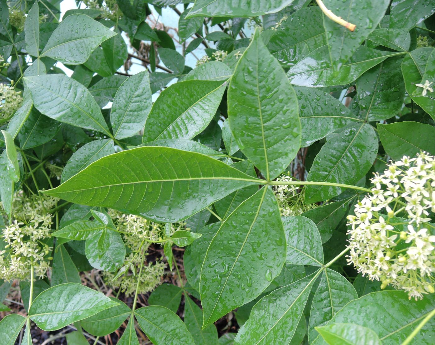 Image of Ptelea trifoliata specimen.