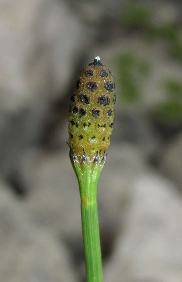 Изображение особи Equisetum ramosissimum.