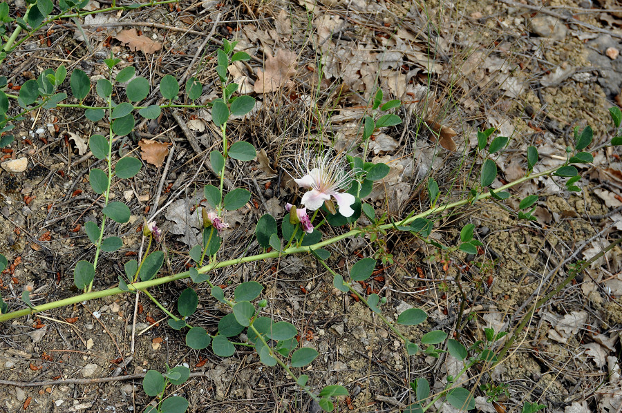 Image of Capparis herbacea specimen.