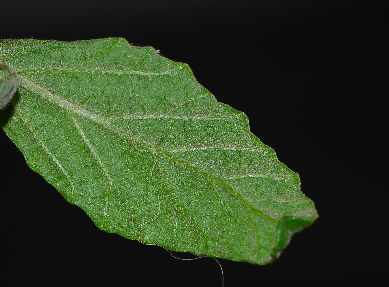 Image of Cordia parvifolia specimen.