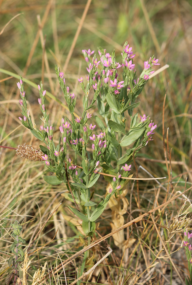 Image of Centaurium spicatum specimen.