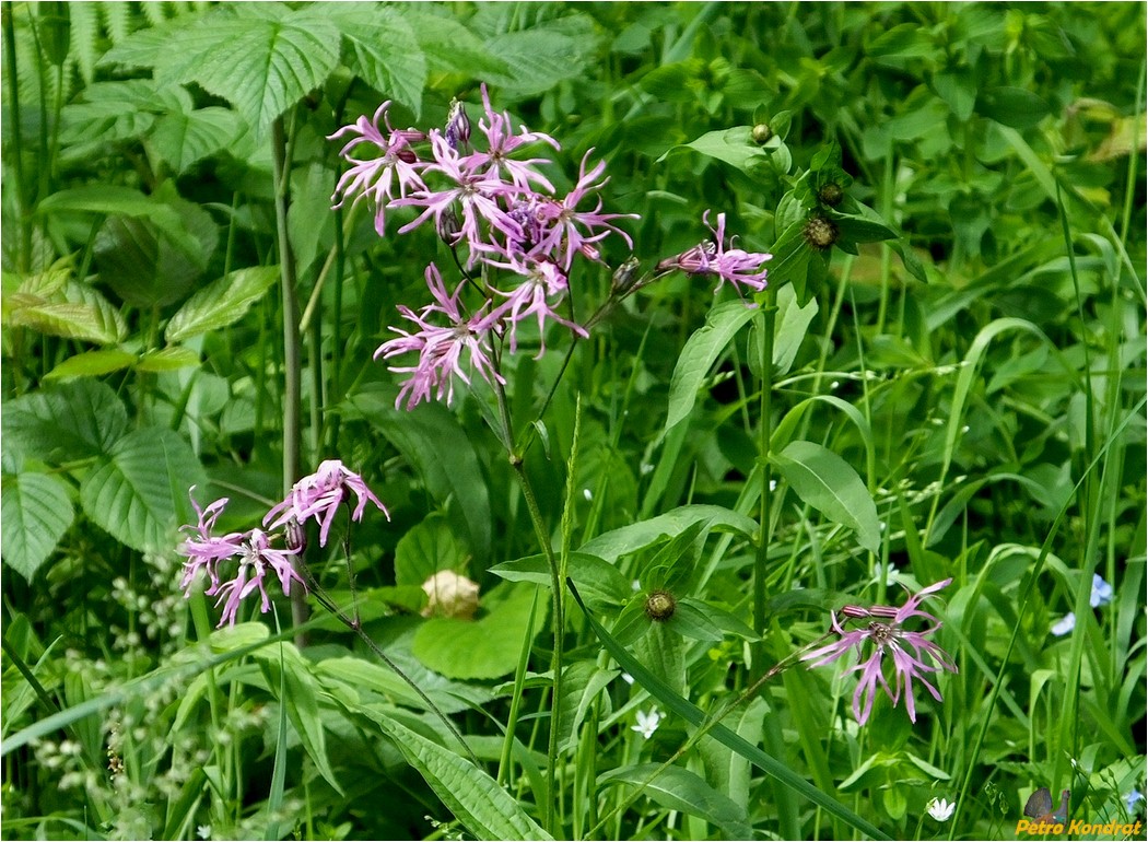 Изображение особи Coccyganthe flos-cuculi.