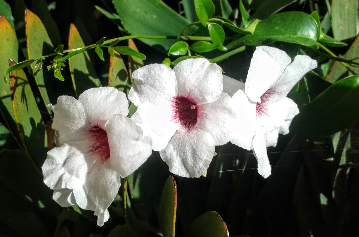 Image of Pandorea jasminoides specimen.