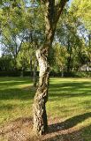 Quercus suber. Нижняя часть ствола. Испания, Кастилия и Леон, г. Саламанка, Parque de los Jesuitas. Октябрь.