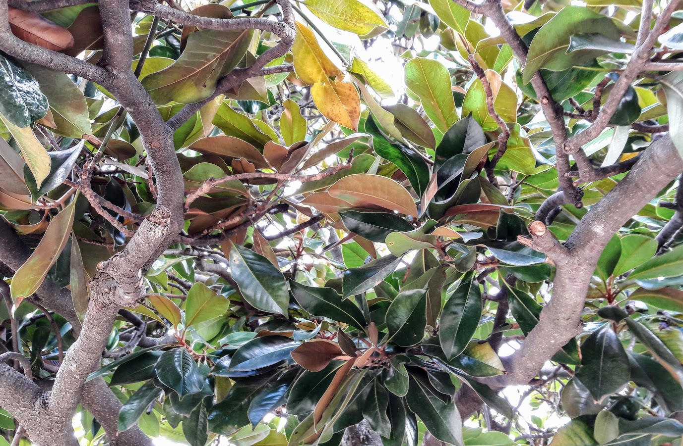 Image of Magnolia grandiflora specimen.