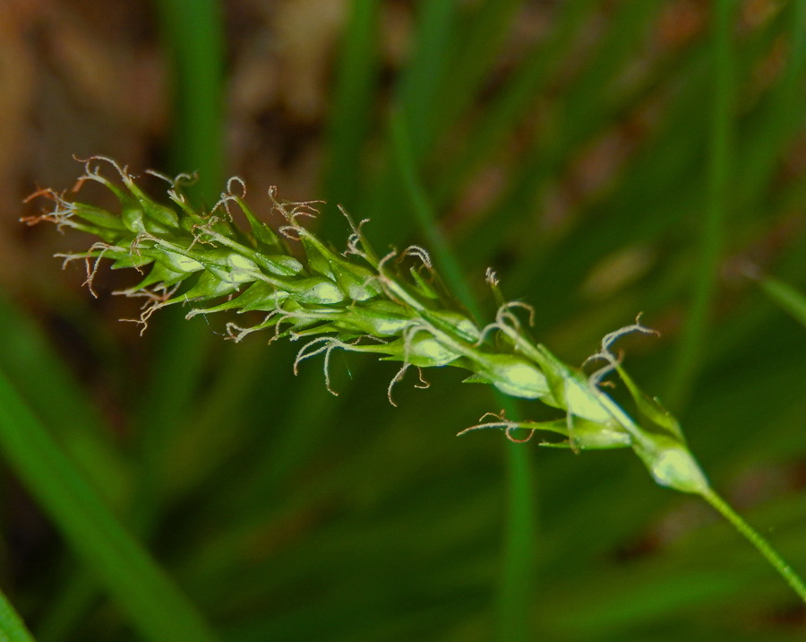 Image of Carex sylvatica specimen.