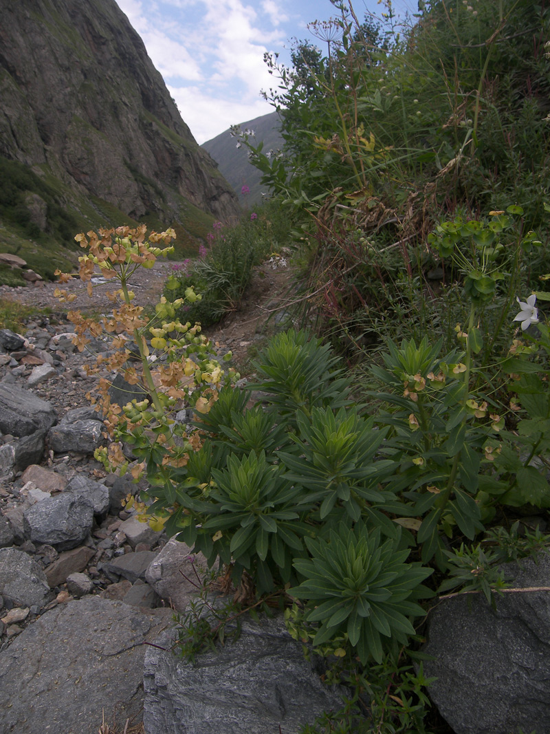 Image of Euphorbia glaberrima specimen.