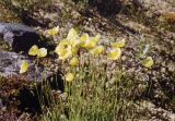 genus Papaver. Цветущее растение. Республика Алтай; исток р. Аккем; морена Аккемского ледника (ледник Родзевича). Начало июля.