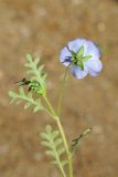 Nemophila menziesii