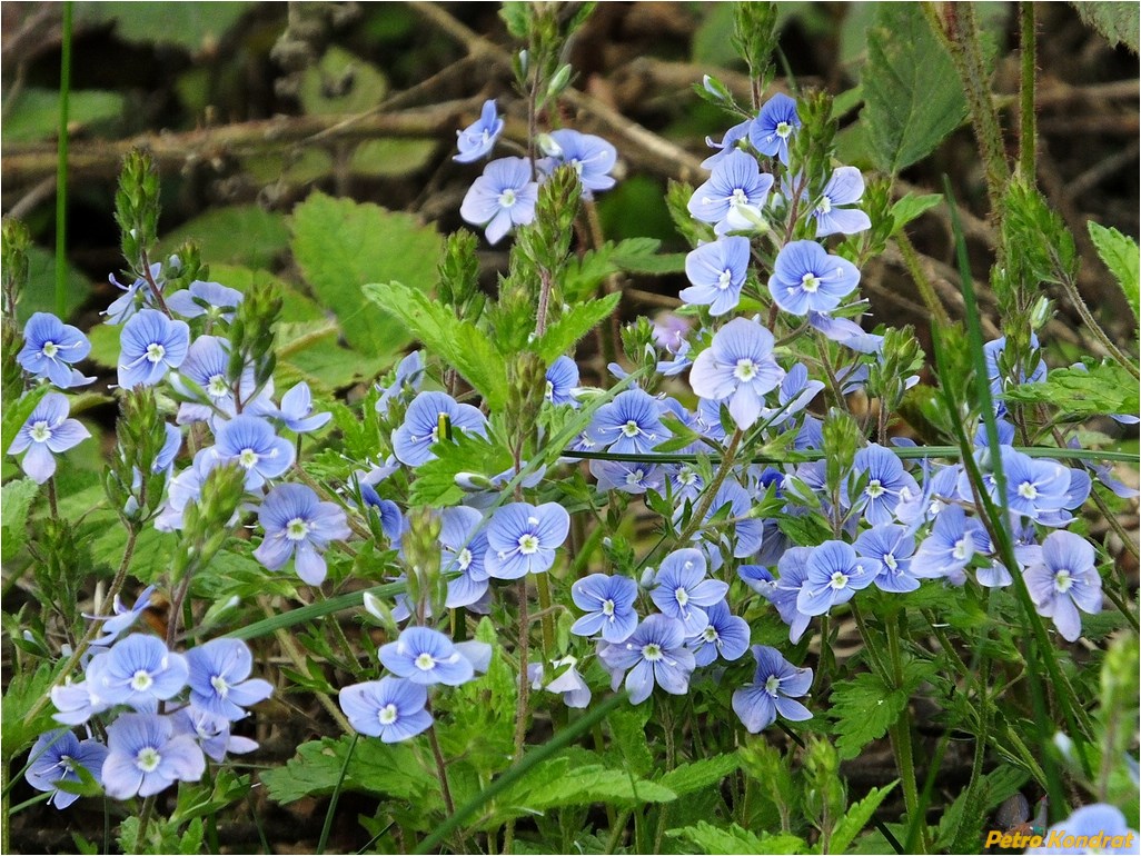 Image of Veronica chamaedrys specimen.