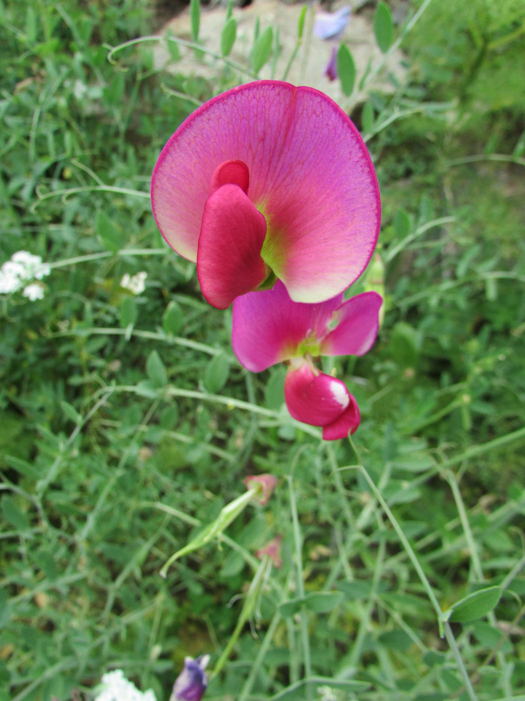 Image of Lathyrus mulkak specimen.