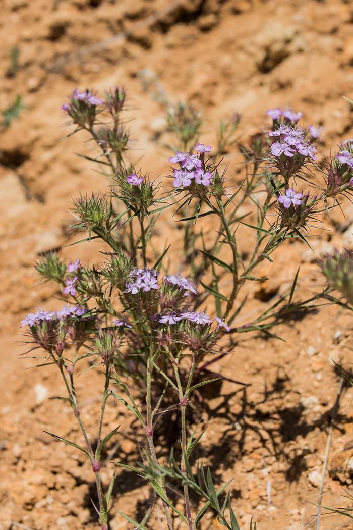 Изображение особи Dianthus pseudarmeria.