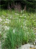 genus Calamagrostis