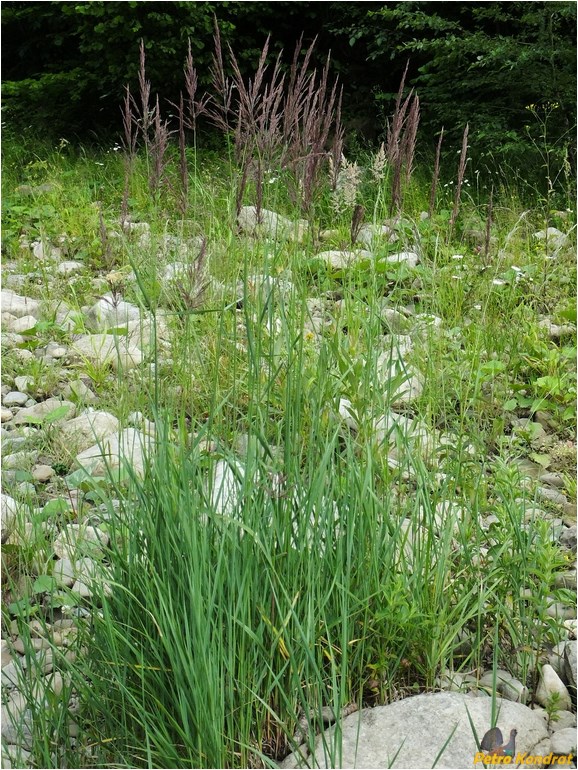 Изображение особи род Calamagrostis.