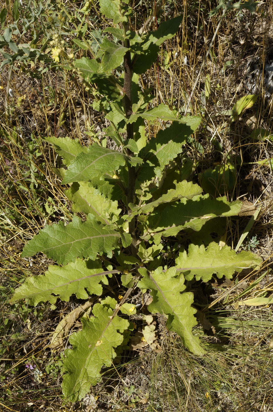 Image of Verbascum banaticum specimen.