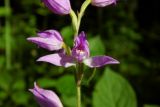 Cephalanthera rubra