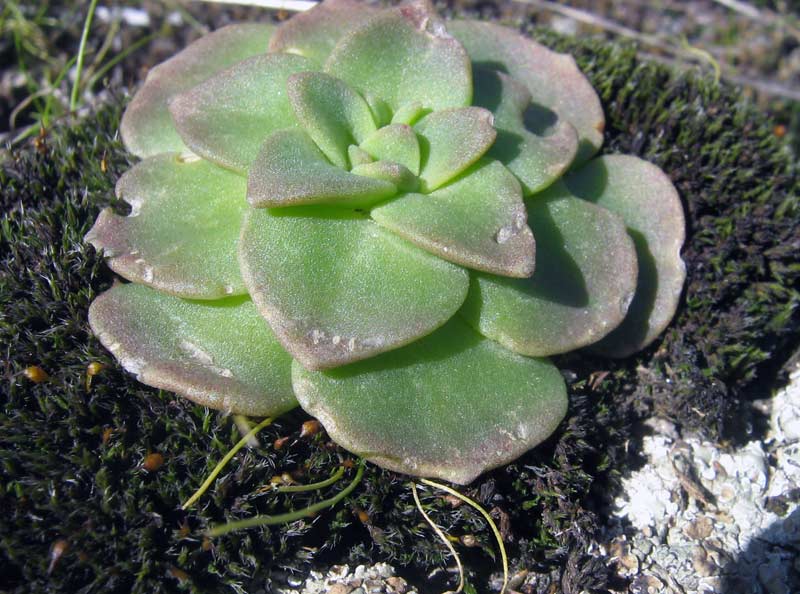 Image of Rosularia glabra specimen.