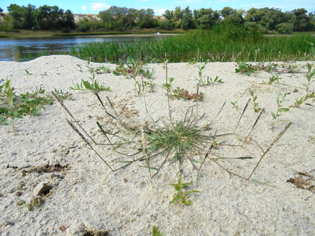 Image of Crypsis alopecuroides specimen.