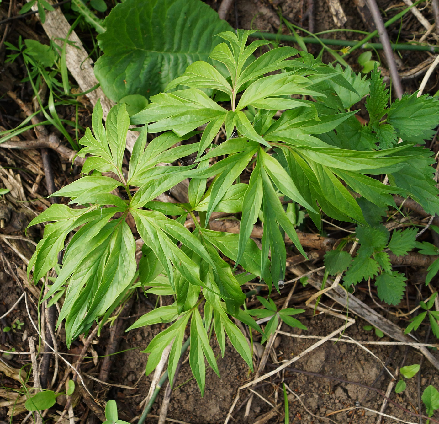 Image of Paeonia anomala specimen.