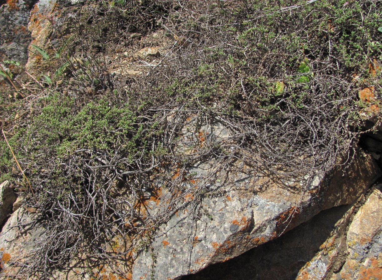 Image of Thymus elisabethae specimen.