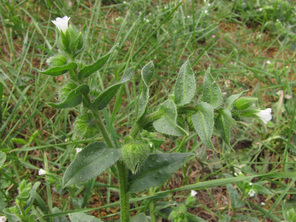 Image of Nonea echioides specimen.