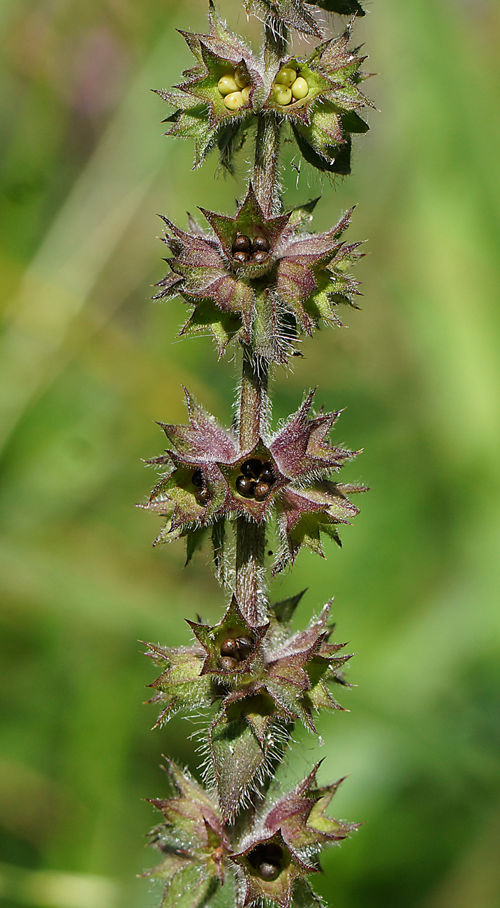 Image of Stachys palustris specimen.