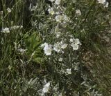 Cerastium biebersteinii. Цветущие растения. Горный Крым, гора Южная Демерджи. 21.06.2009.