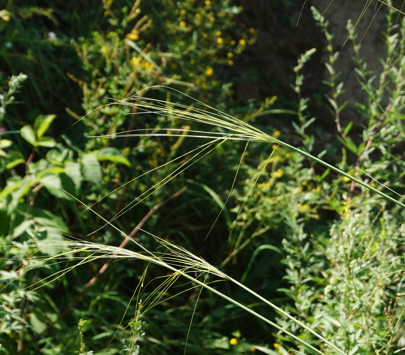 Image of Stipa capillata specimen.