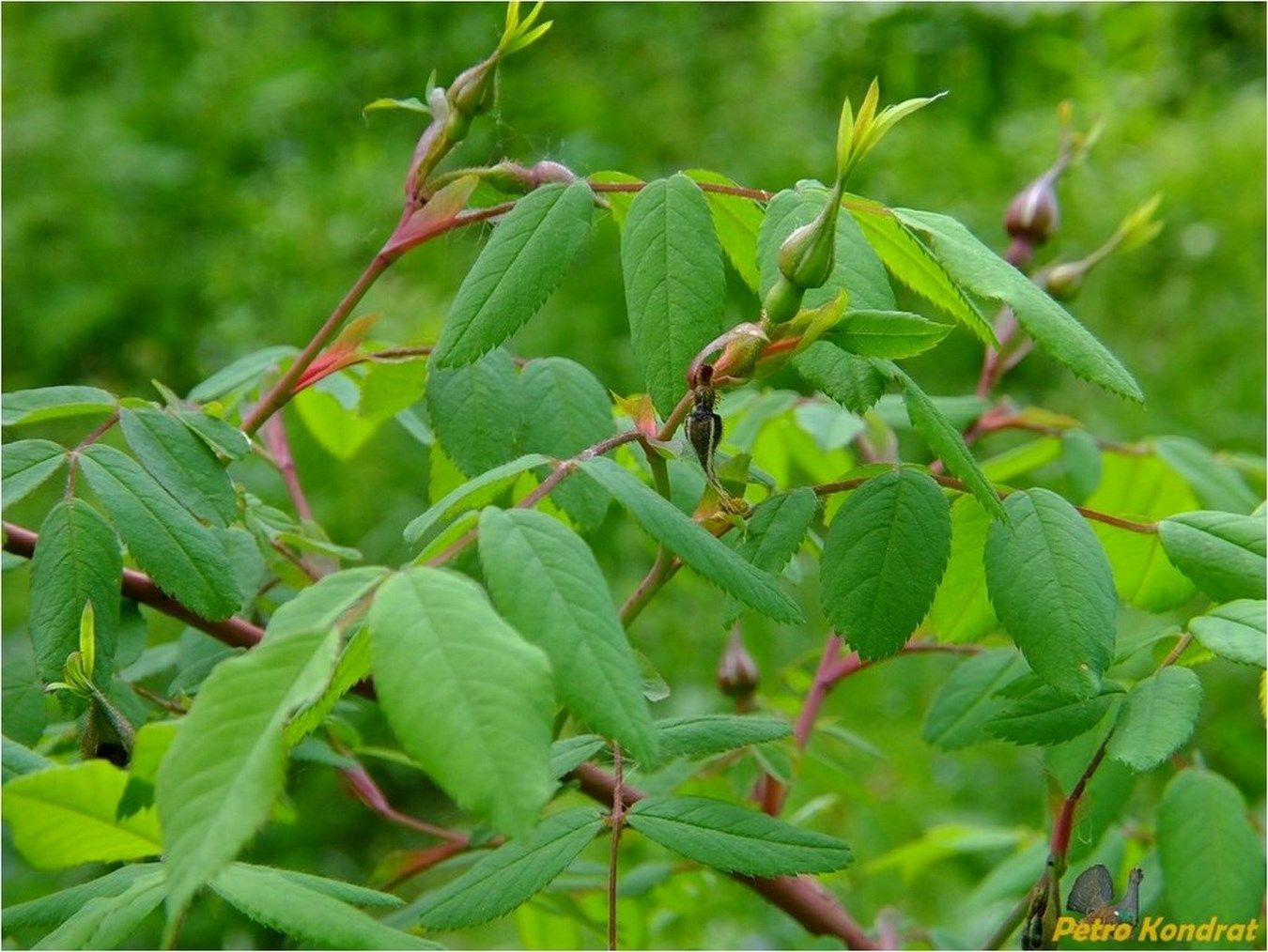 Изображение особи Rosa canina.