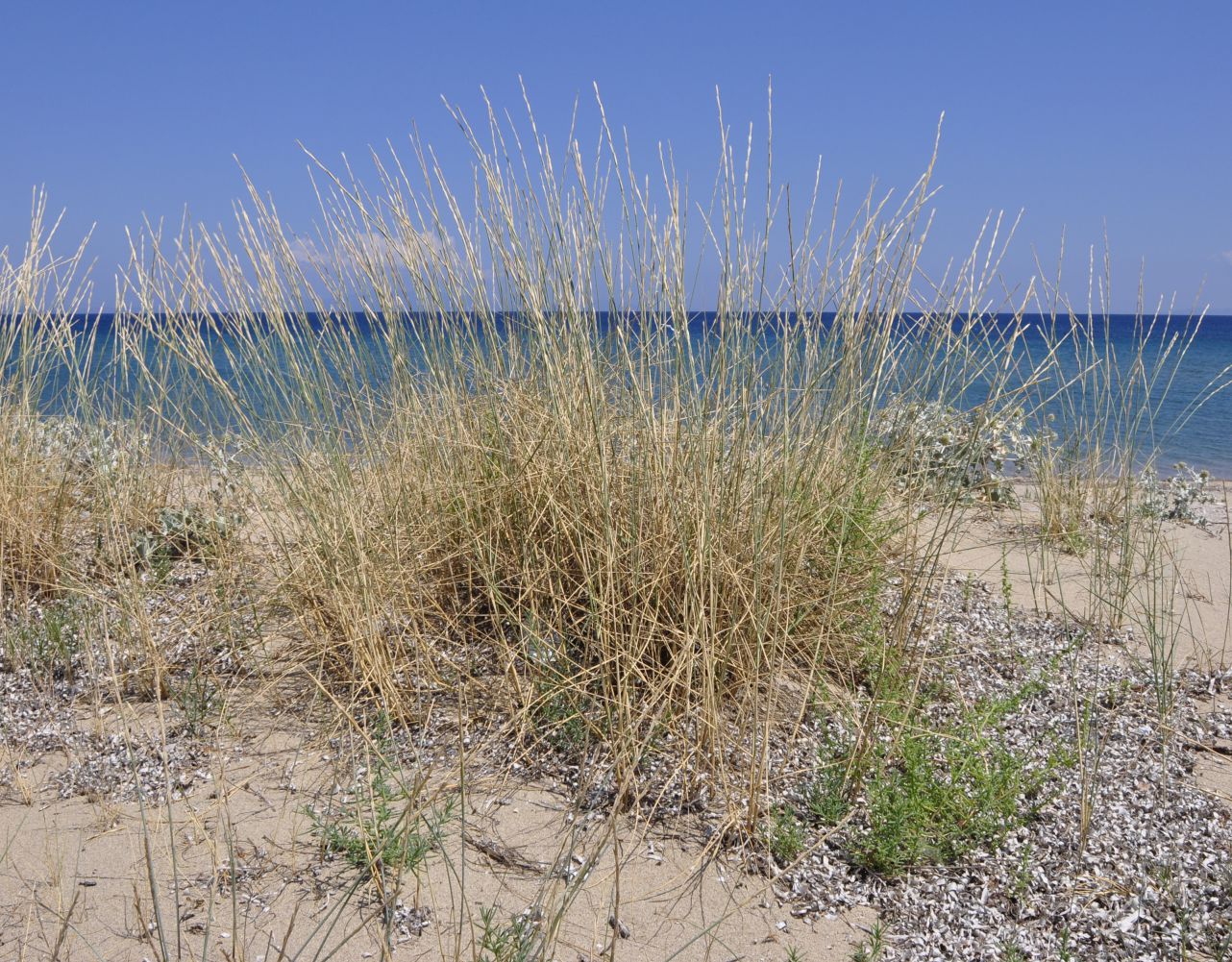 Изображение особи Elytrigia juncea.