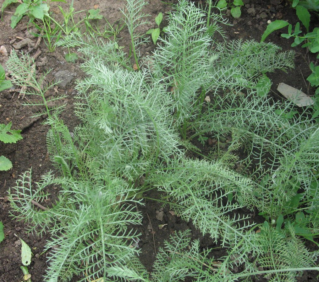 Image of Tanacetum uralense specimen.