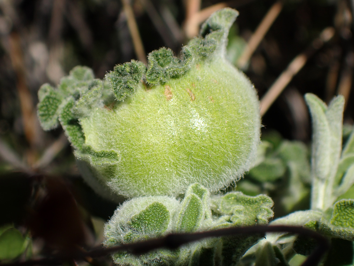 Image of Salvia fruticosa specimen.