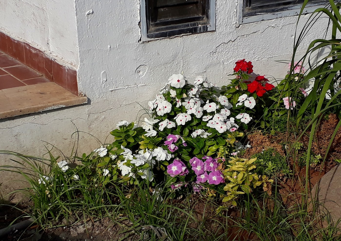 Image of Catharanthus roseus specimen.