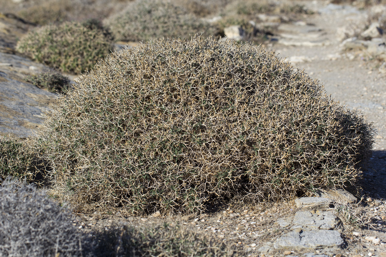 Image of Centaurea spinosa specimen.