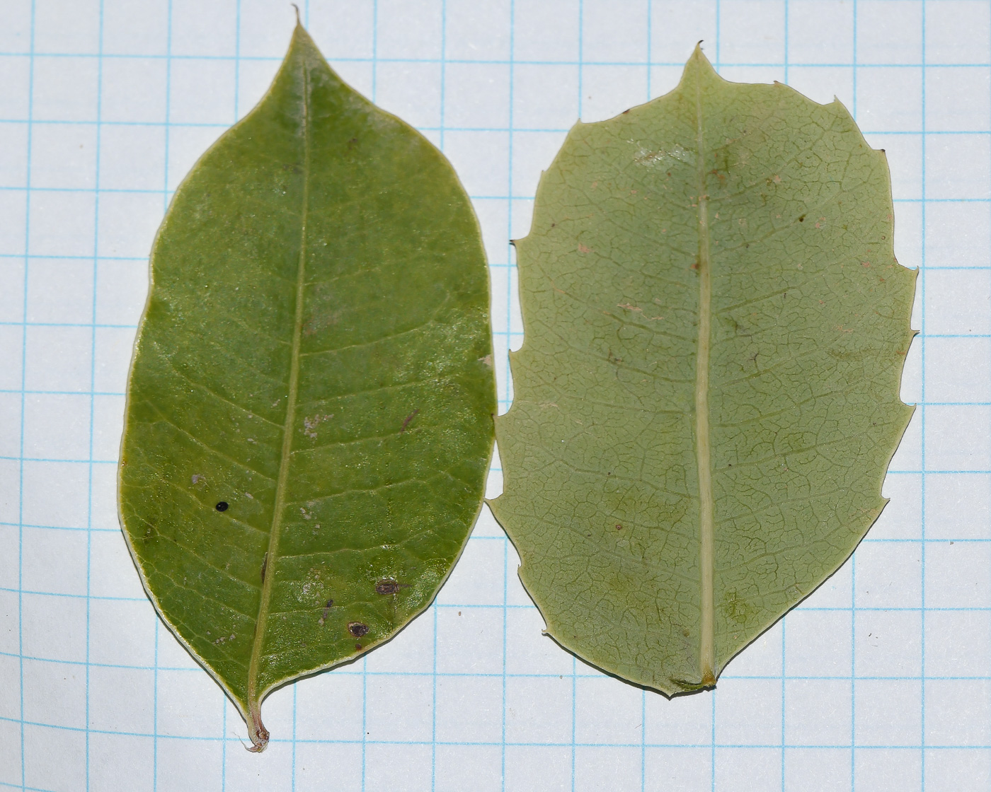 Image of Sclerocarya birrea specimen.