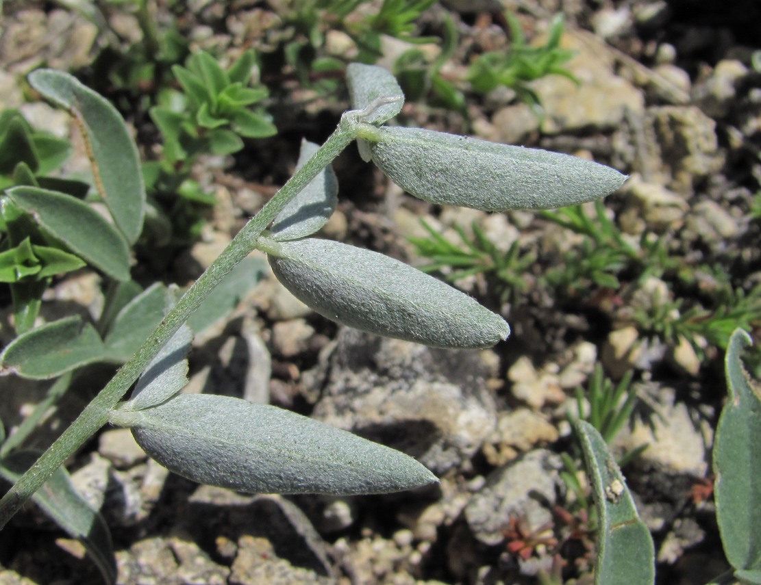 Изображение особи Hedysarum daghestanicum.