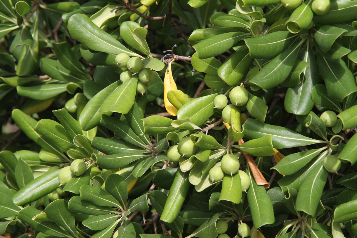 Image of Pittosporum tobira specimen.