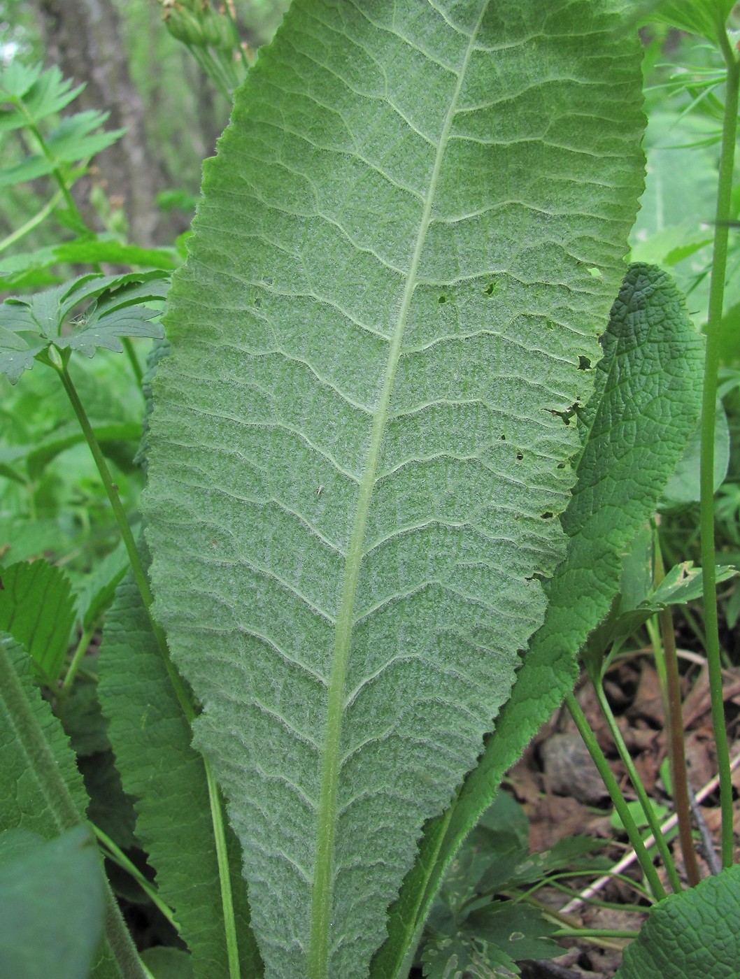 Image of Primula macrocalyx specimen.