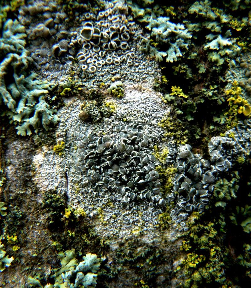 Image of Lecanora chlarotera specimen.