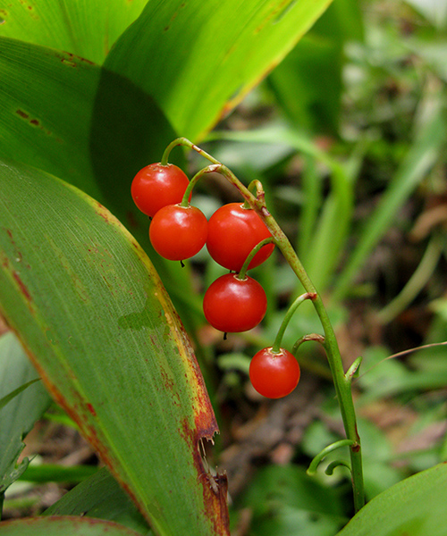 Изображение особи Convallaria majalis.