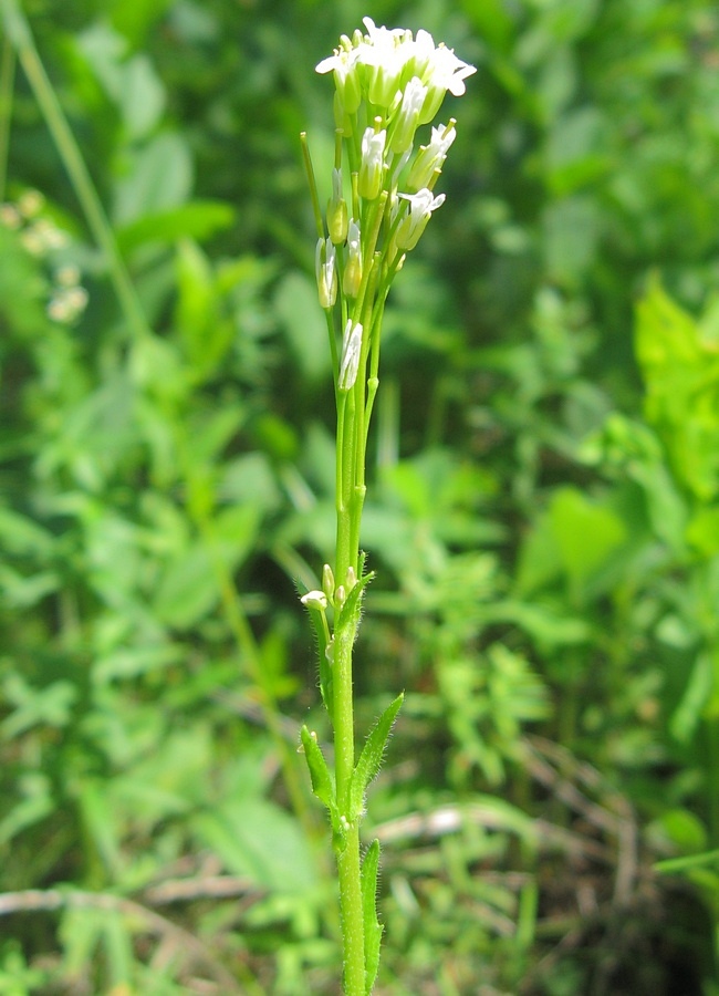 Image of Arabis borealis specimen.