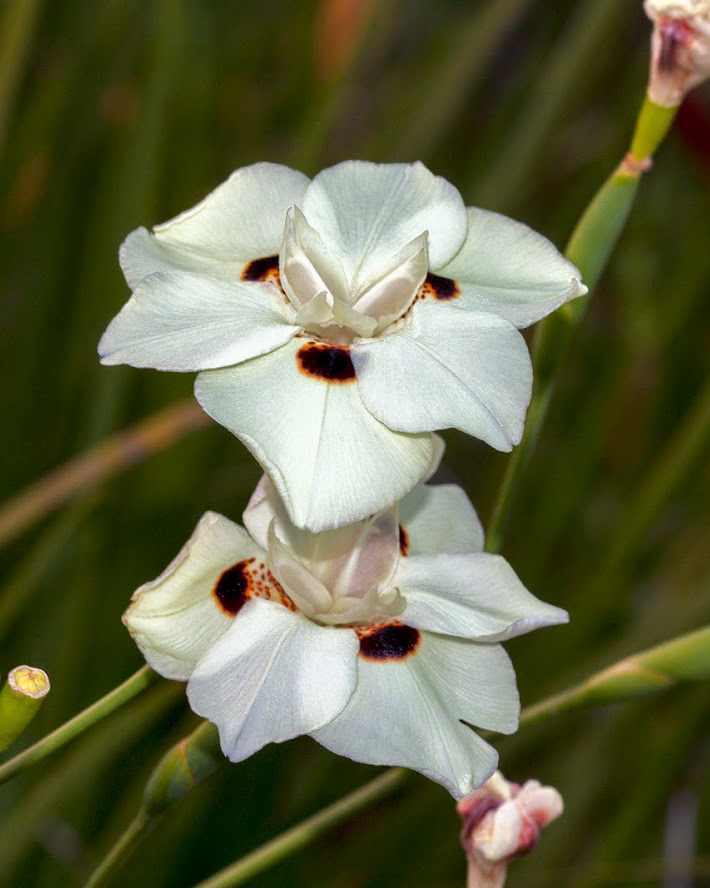 Изображение особи Dietes bicolor.