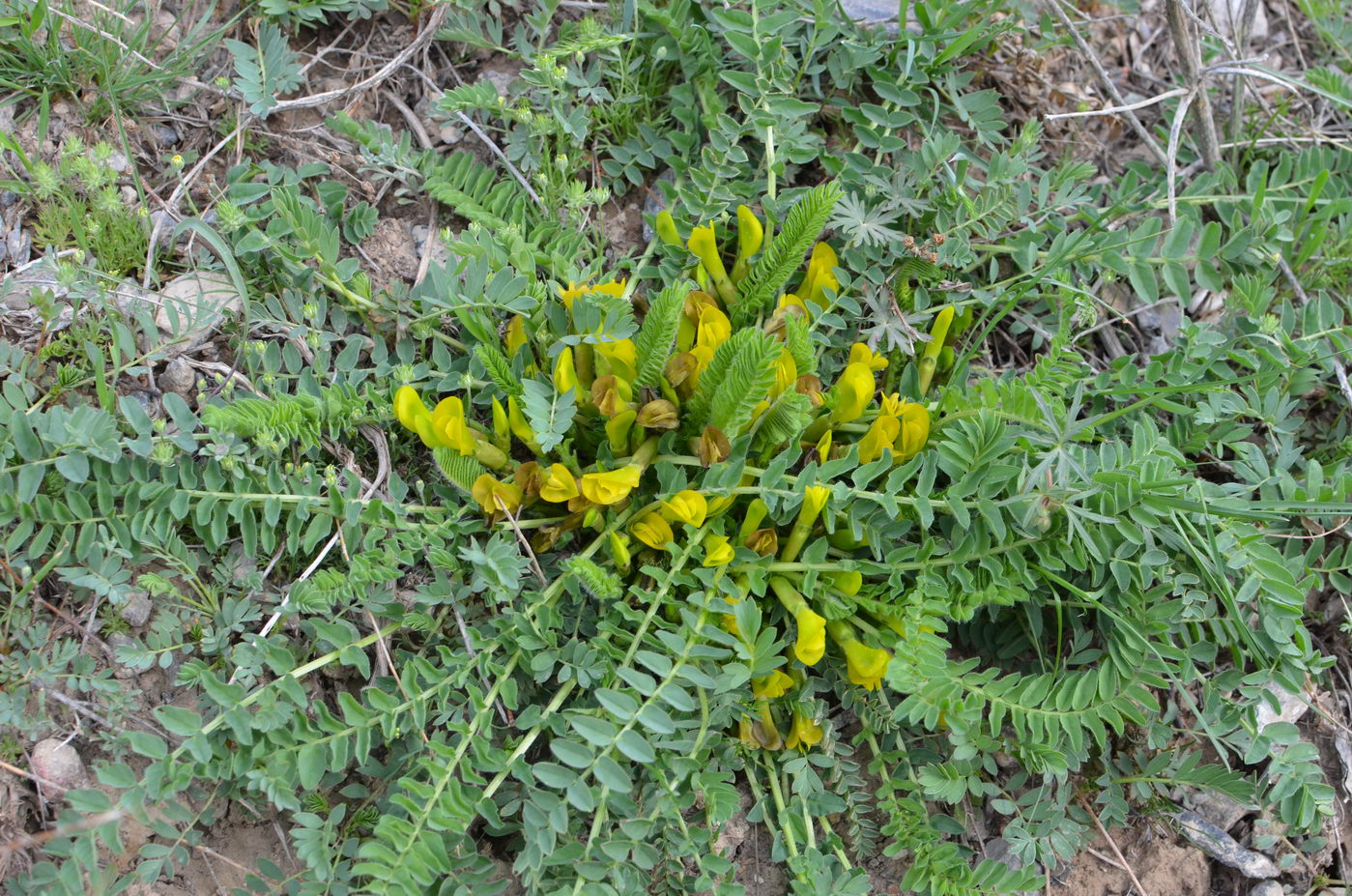 Image of Astragalus macronyx specimen.