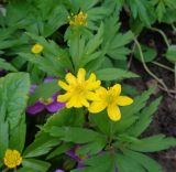 Anemone ranunculoides. Цветущие побеги с аномальным цветком. Тверская обл., Весьегонск, в культуре. 10 мая 2019 г.