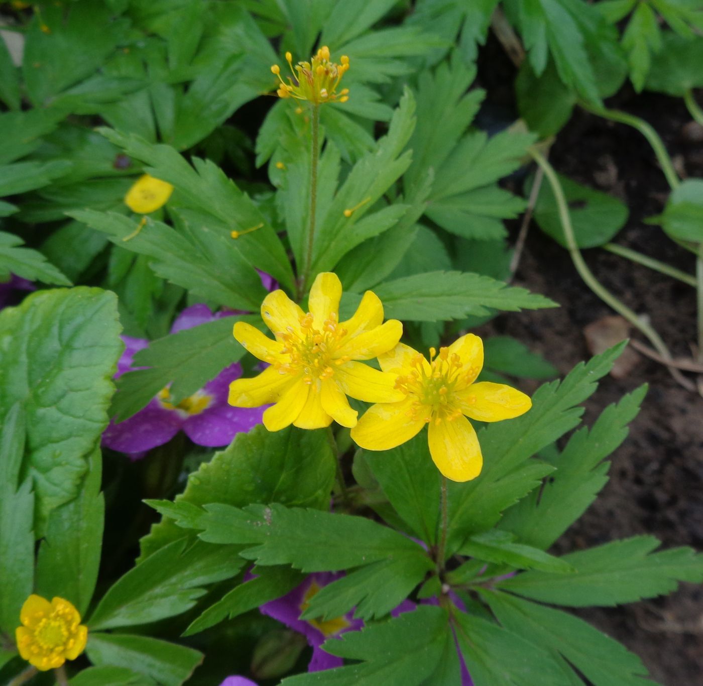 Image of Anemone ranunculoides specimen.