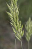 Bromus hordeaceus